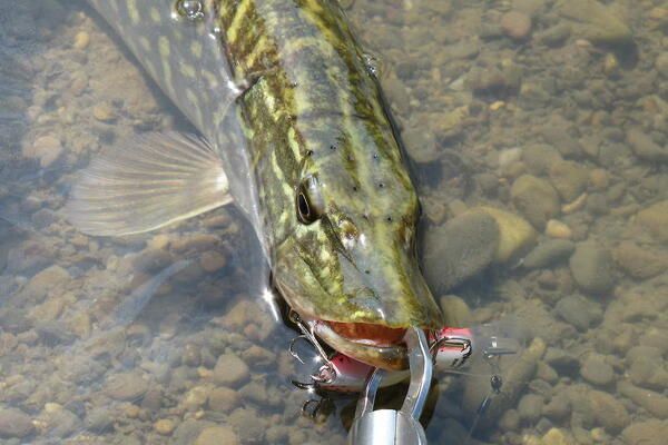 Hecht an der Angel